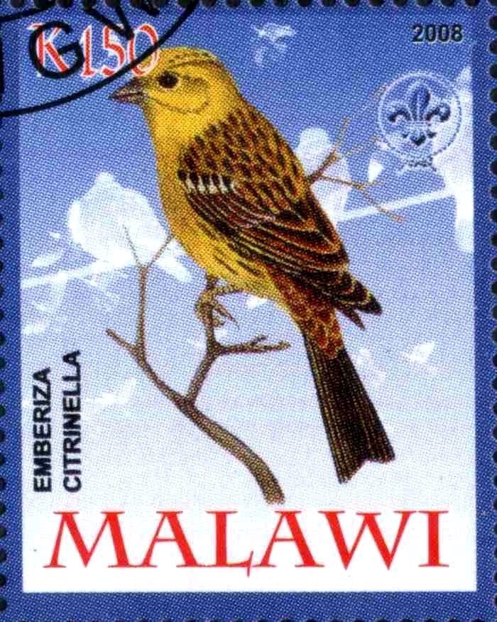 Emberiza Citrinella