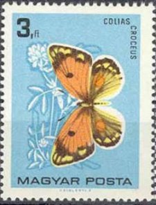Clouded Yellow (Colias croceus)