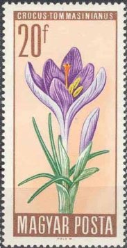 Woodland Crocus (Crocus tommasinianus)