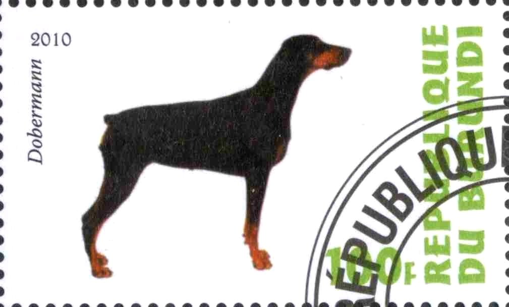 Dobermann