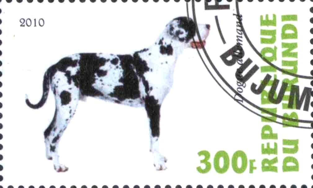 Dogue allemand