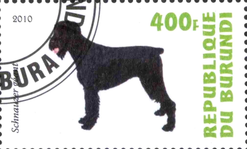 Schnauzer geant