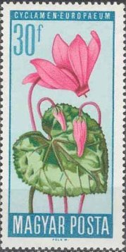 Alpine Cyclamen (Cyclamen purpurascens)