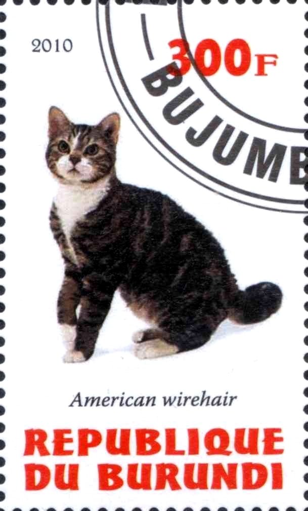 American wirehair