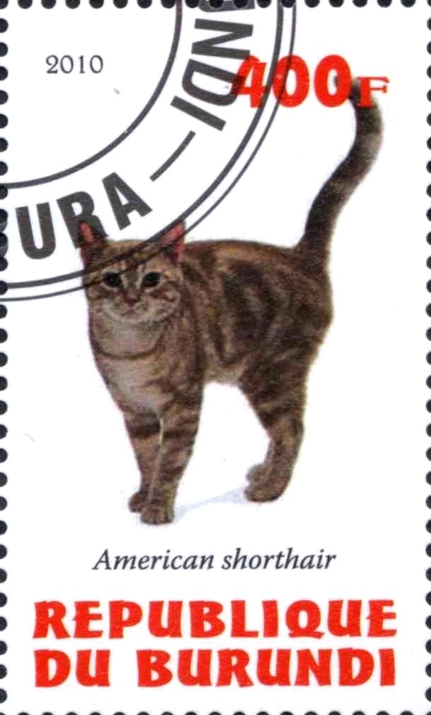 American shorthair