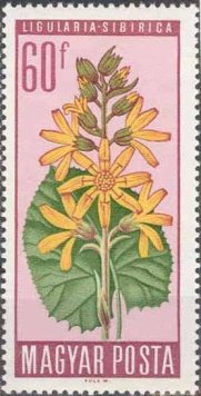 Ligularia sibirica
