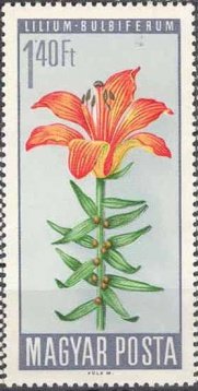 Fire Lily (Lilium bulbiferum)