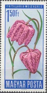 Stamp, Snake's Head Fritillary (Fritillaria meleagris), Hungary,  , Flowers, Plants (Flora)