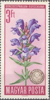 Dragonhead Mint (Dracocephalum ruyschiana)