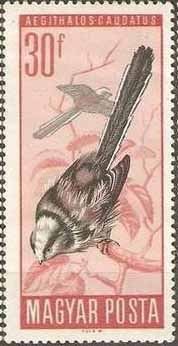 Longtailed Tit (Aegithalos caudatus)