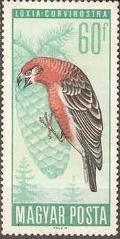 Red Crossbill (Loxia curvirostra)