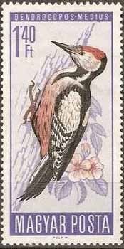 Stamp, Middle Spotted Woodpecker (Leiopicus medius), Hungary,  , Birds, Animals (Fauna)