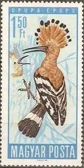 Eurasian Hoopoe (Upupa epops)