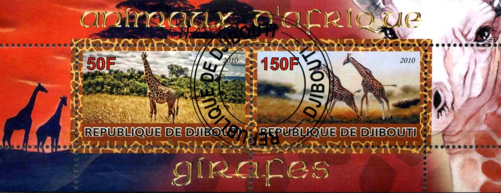 Girafes