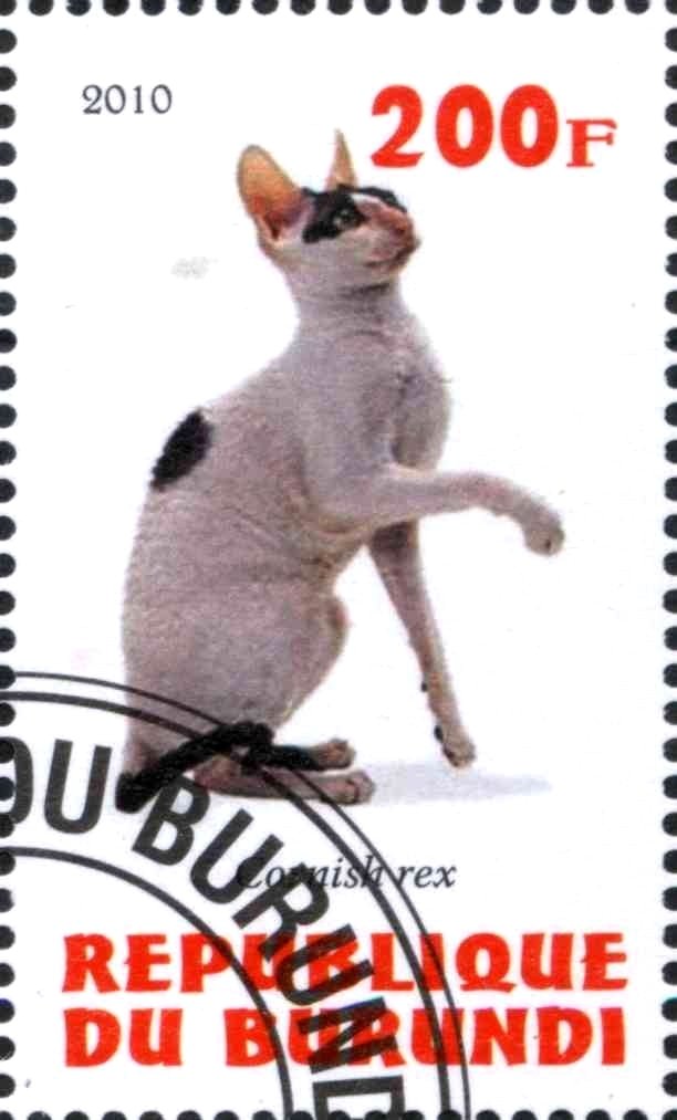 Cornish rex