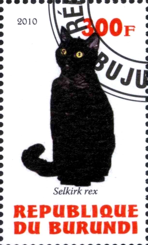 Selkirk rex