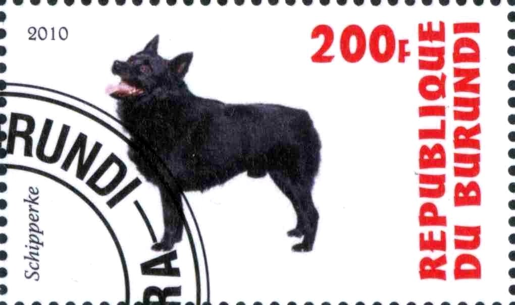 Schipperke