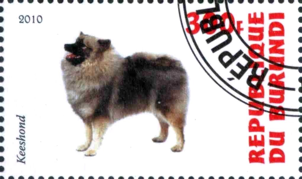 Keeshond