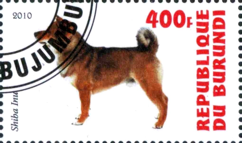 Shiba Inu