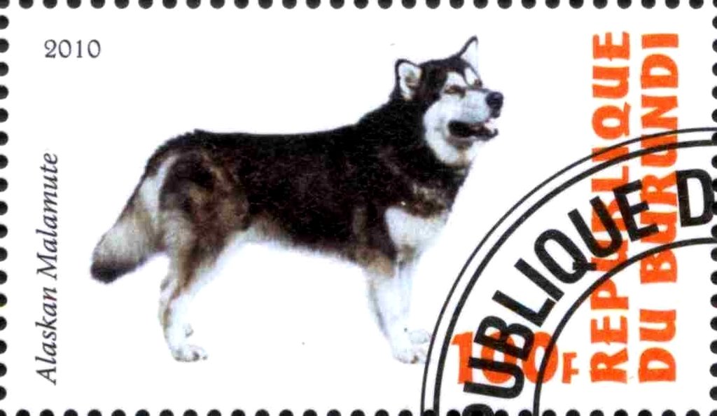 Alaskan Malamute