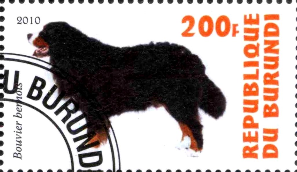 Bouvier Bernois