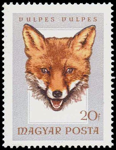 Red Fox (Vulpes vulpes)