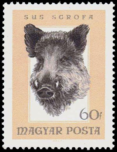 Wild Boar (Sus scrofa)