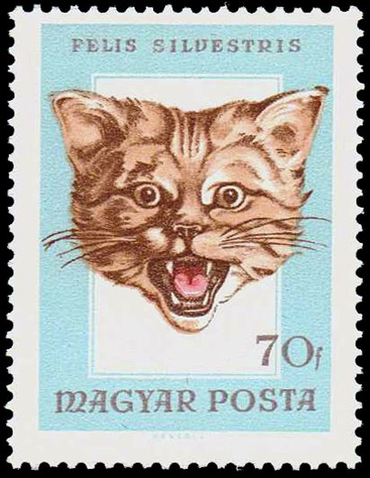 Wildcat (Felis silvestris)
