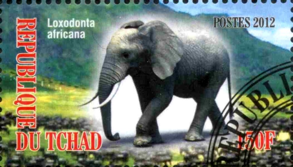 Loxodonta africana
