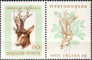 Roe Deer (Capreolus capreolus)
