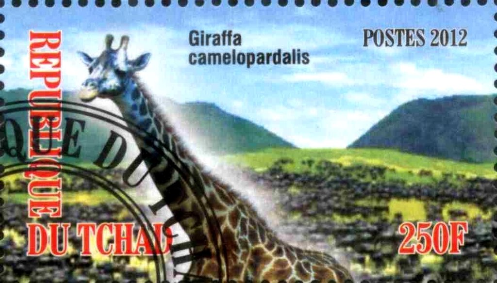Giraffa camelopardalis