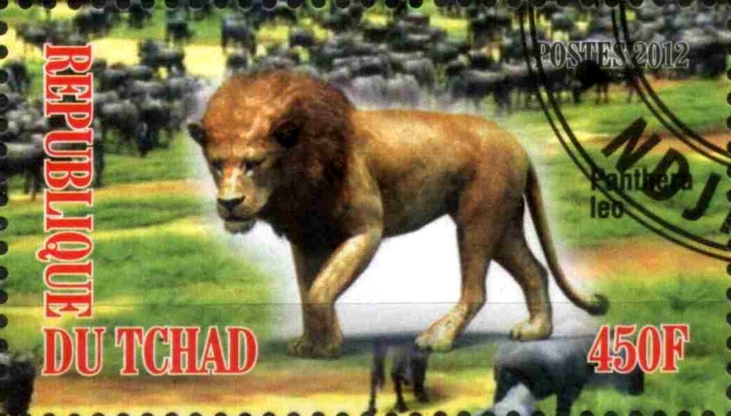 Panthera leo