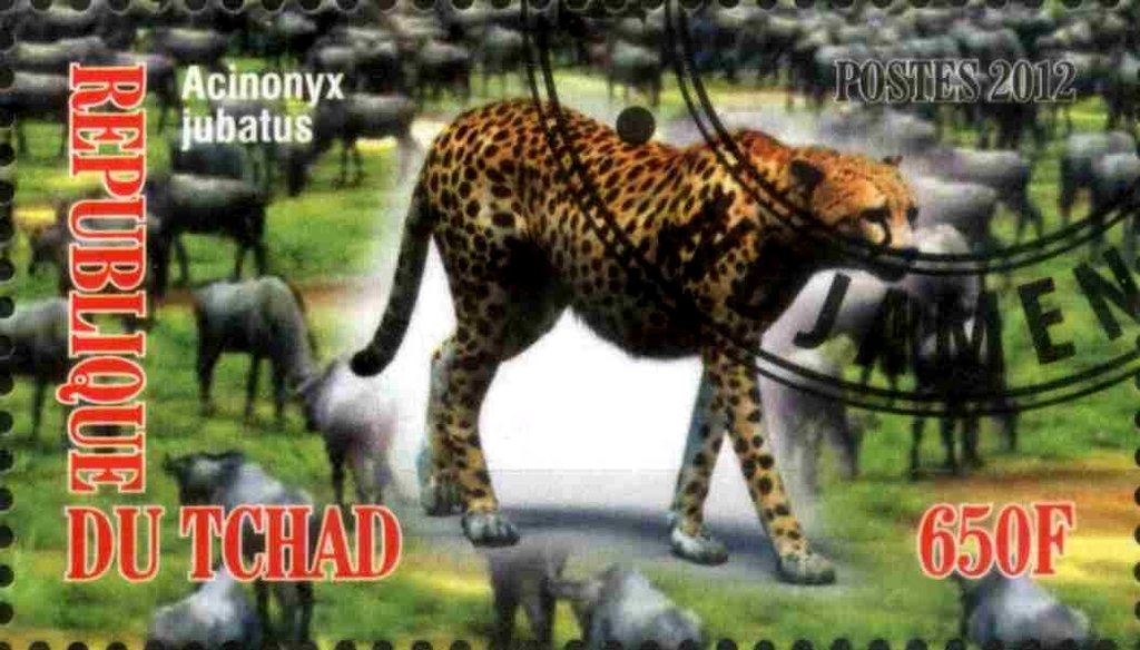 Acinonyx jubatus