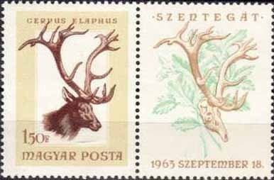 Red Deer (Cervus elaphus)