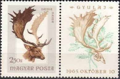 Fallow Deer (Dama dama)