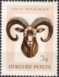 Mouflon (Ovis orientalis orientalis)