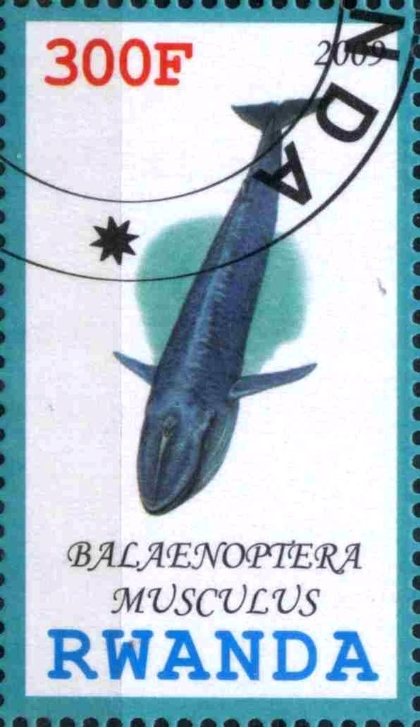 Balaenoptera Musculus