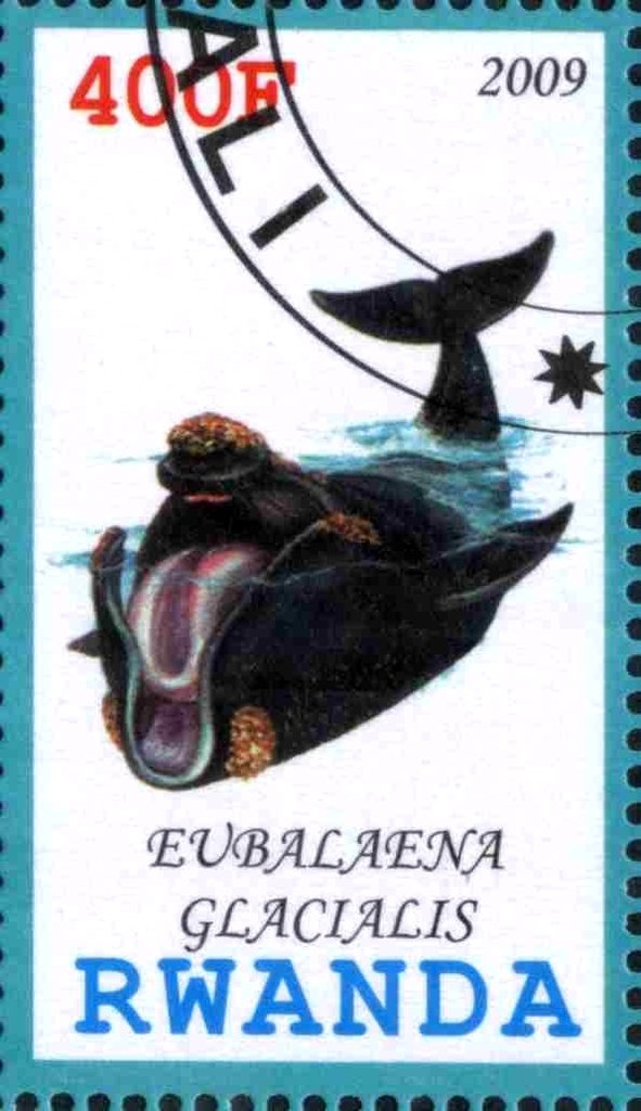 Eubalaena Glacialis