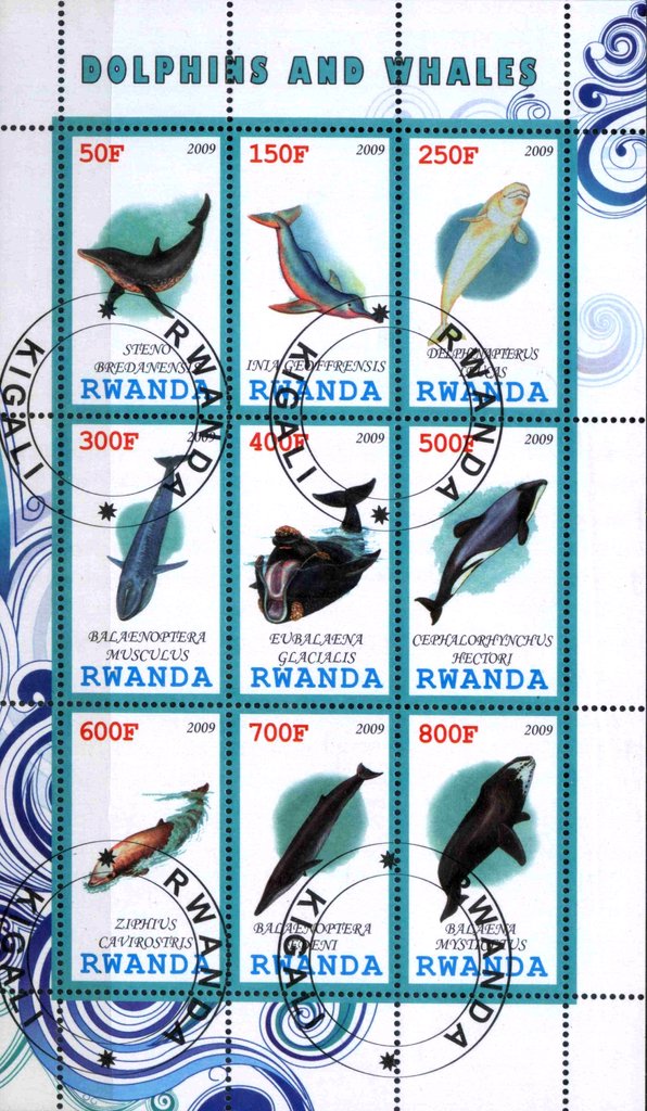 Dolphins and Whales