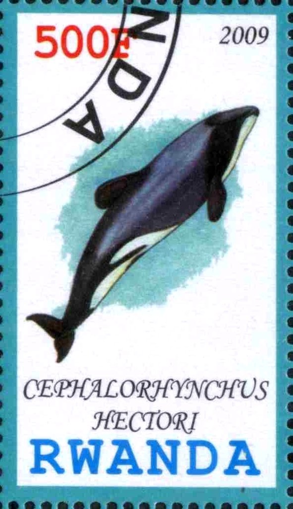 Cephalorhynchus Hectori