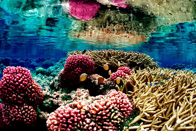 Corals and Sponges