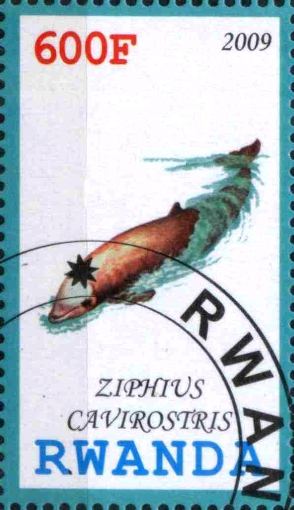 Ziphius Cavirostris