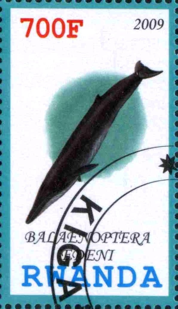 Balaenoptera Edeni
