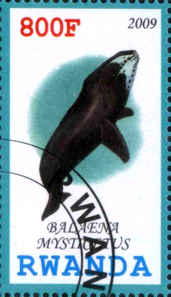Balaena Mystiottus