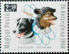 Russian Space Dogs (Canis lupus familiaris)