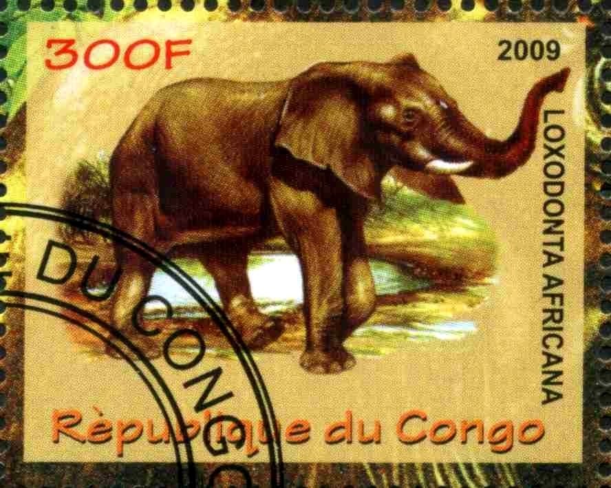 Loxodonta africana