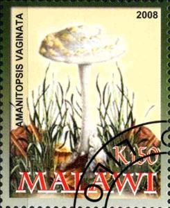 Stamp, Amanitopsis Vaginata, Cinderellas,  , Mushrooms