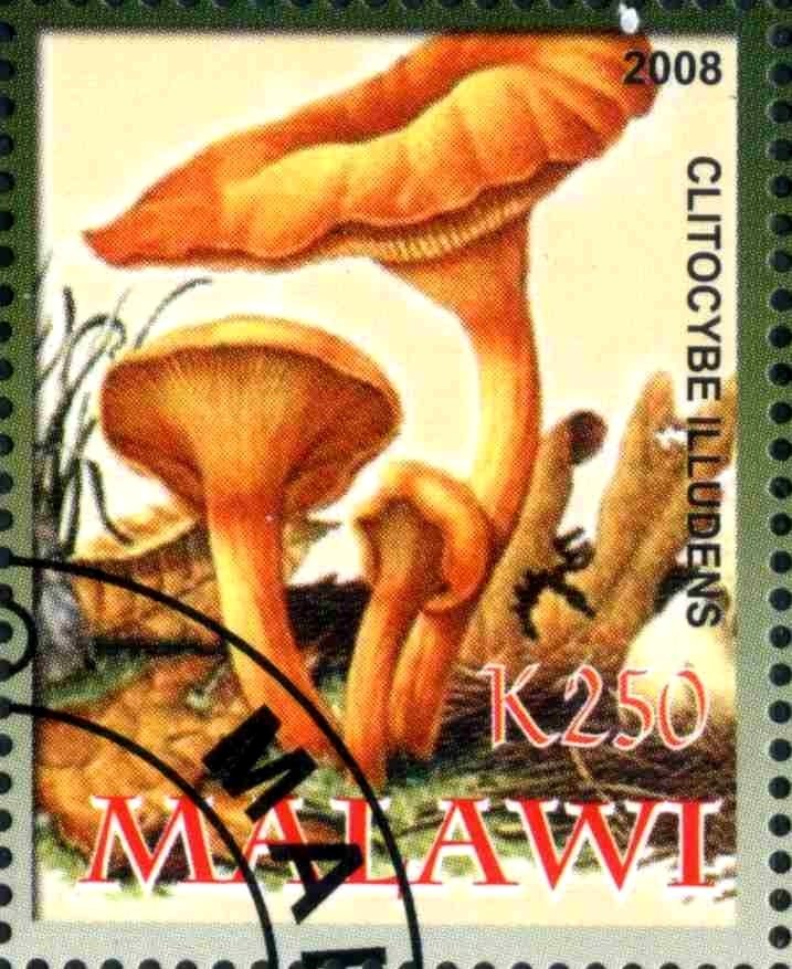 Clitocybe Illudens