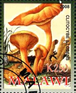 Stamp, Clitocybe Illudens, Cinderellas,  , Mushrooms