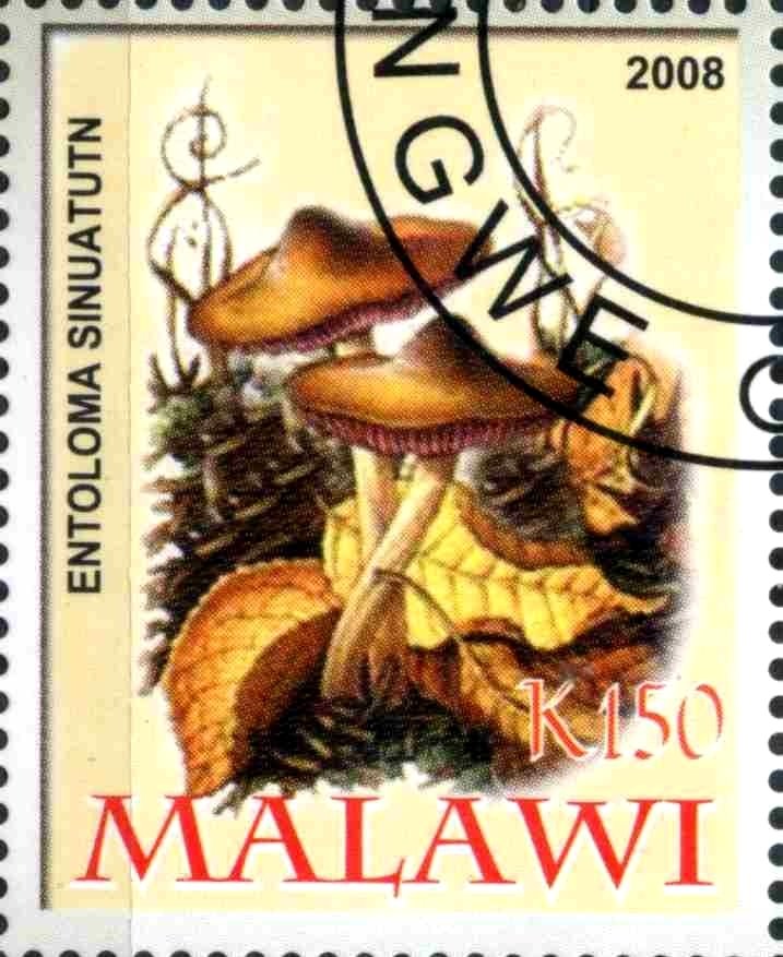 Entoloma Sinuatutn